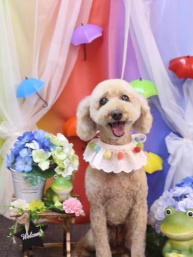 20230628ココアちゃん